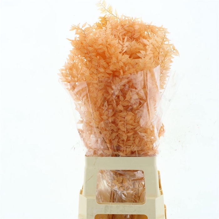 <h4>RUSCUS OV KLB H%</h4>