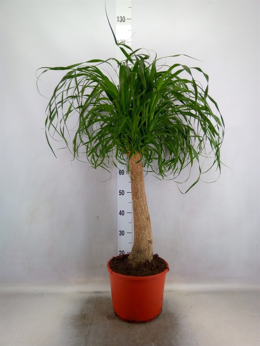 <h4>Beaucarnea recurvata</h4>