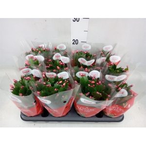 Schlumbergera   ...