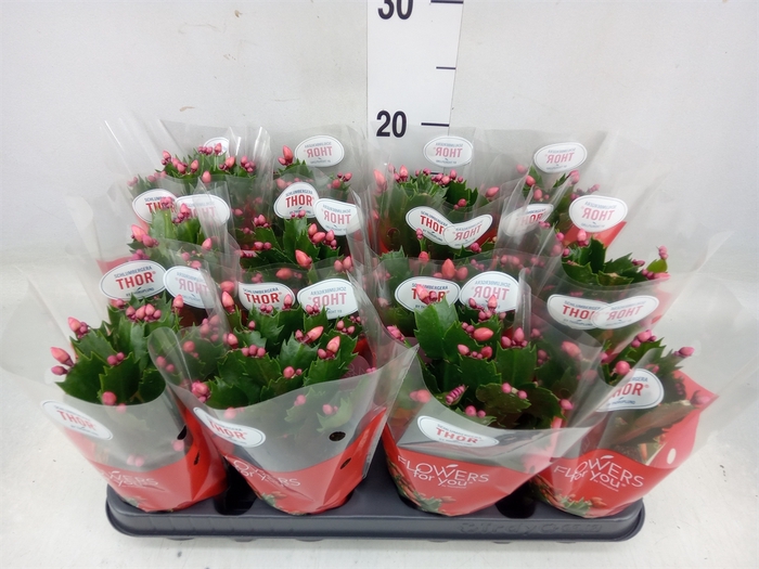 <h4>Schlumbergera   ...</h4>