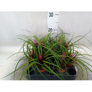 Tillandsia cyanea