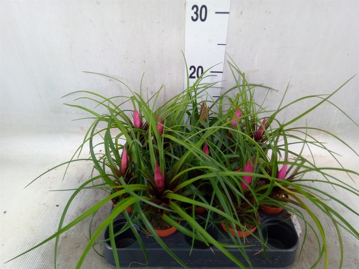 <h4>Tillandsia cyanea</h4>