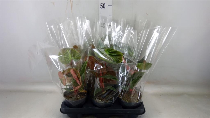 <h4>Philodendron   ...</h4>