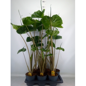 Alocasia macrorrhizos 'Stingray'