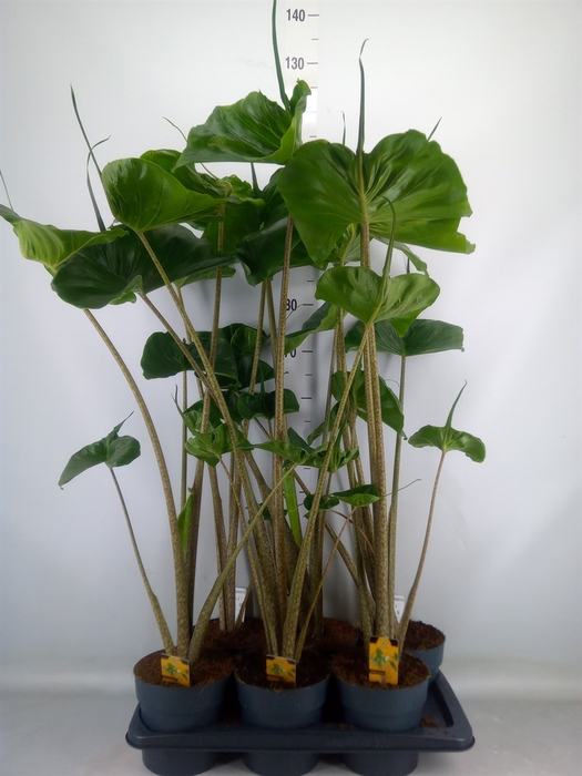 <h4>Alocasia macrorrhizos 'Stingray'</h4>