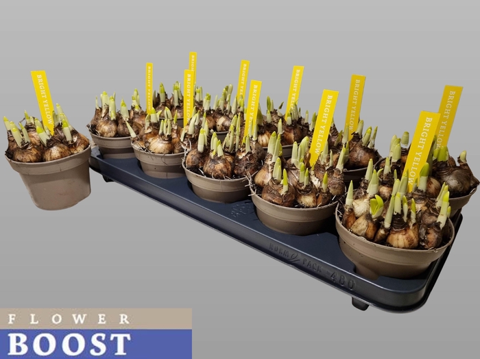 <h4>NARC O TETE A TETE</h4>