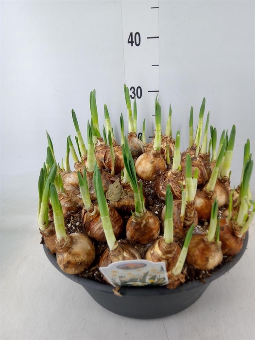 <h4>Narcissus   ...</h4>