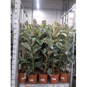 Ficus elastica 'Tineke'
