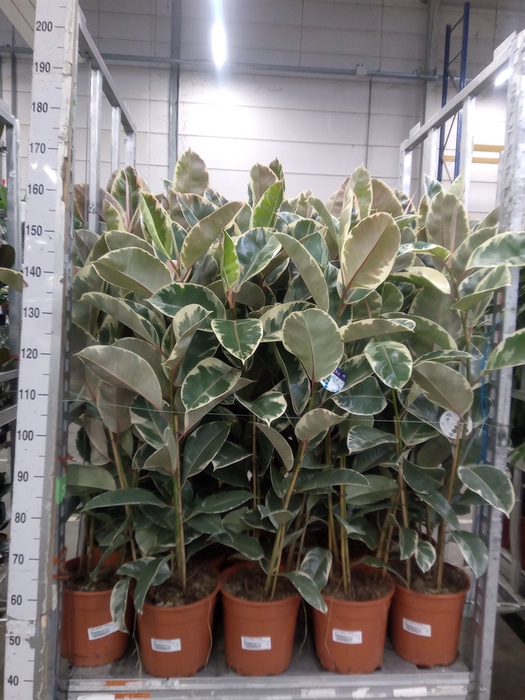 <h4>Ficus elastica 'Tineke'</h4>