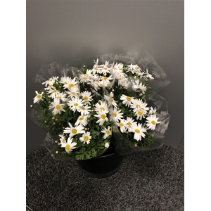 Margrieten White X 10 St