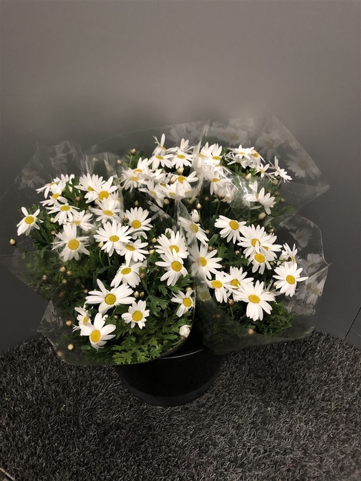 <h4>Margrieten White X 10 St</h4>