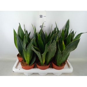 Sansevieria trifa.   ...
