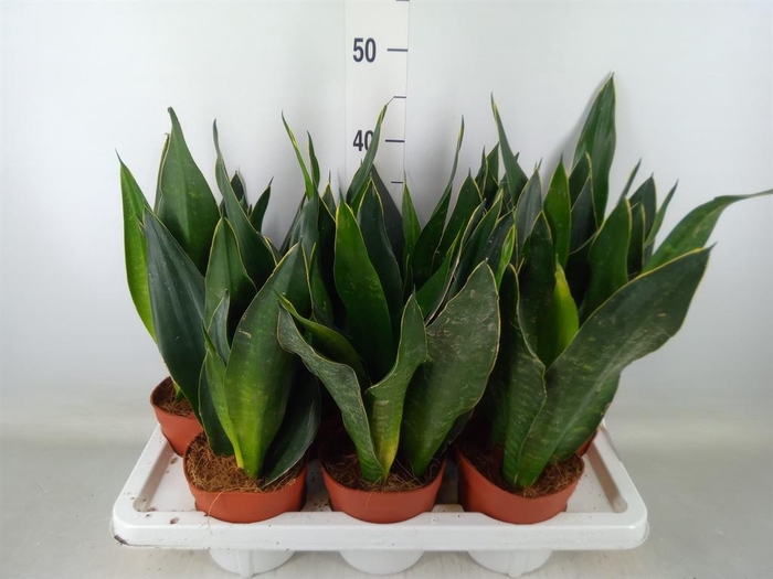 <h4>Sansevieria trifa.   ...</h4>
