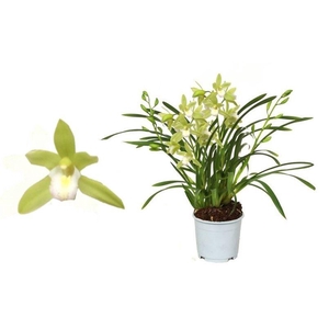 Cymbidium, Mint Source 5+ spike 'Orchid Collection' P9