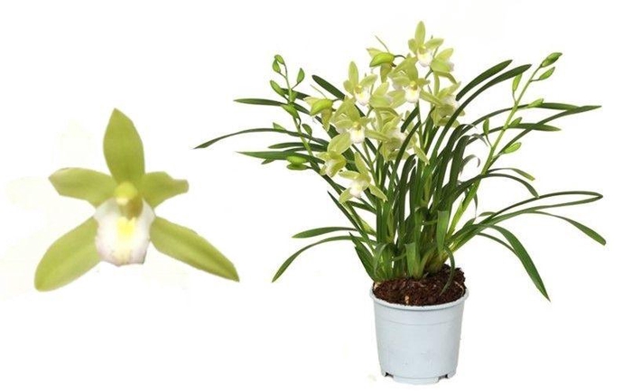 <h4>Cymbidium, Mint Source 5+ spike 'Orchid Collection' P9</h4>