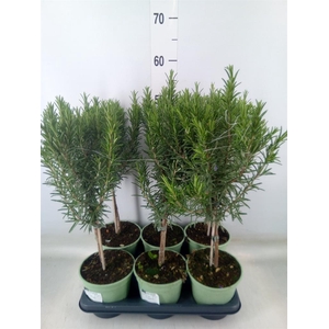 Rosmarinus officinalis   ...