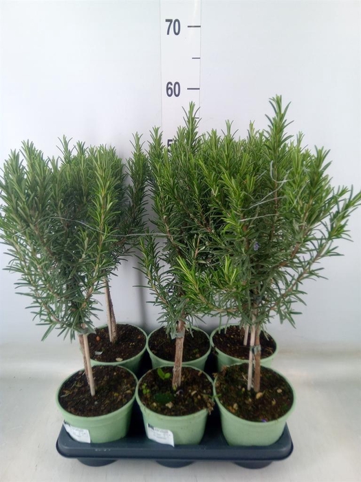 <h4>Rosmarinus officinalis   ...</h4>