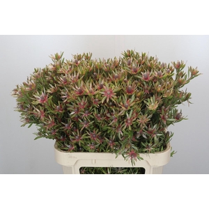 LEUCAD AYOBA ST PEAR