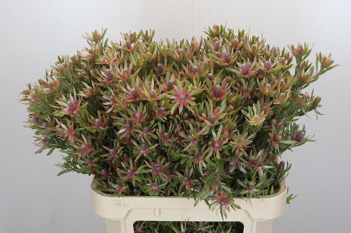 <h4>LEUCAD AYOBA ST PEAR</h4>