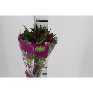 ALSTROEMERIA NATALYA 080 CM