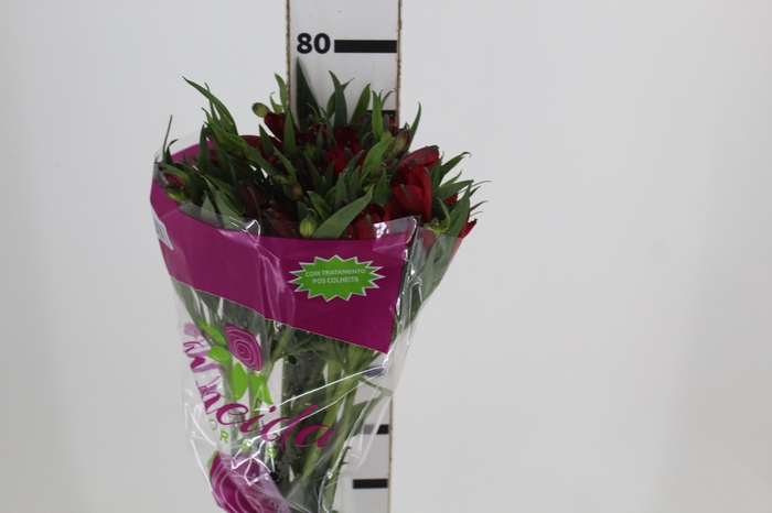 <h4>ALSTROEMERIA NATALYA 080 CM</h4>