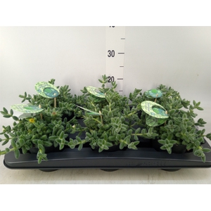 Delosperma echinatum
