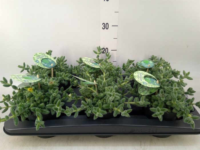<h4>Delosperma echinatum</h4>