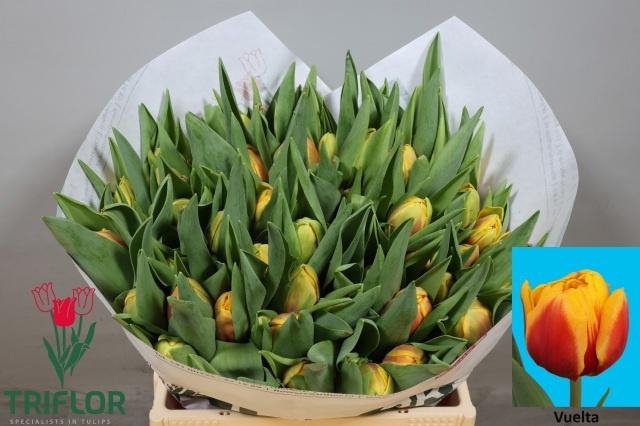 <h4>TU DU VUELTA</h4>