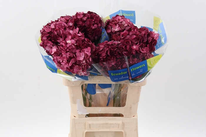 <h4>Hydr Burgundy Tinted Sel</h4>