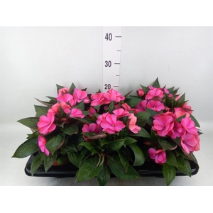 Impatiens NG 'ColPow Purple Flame'