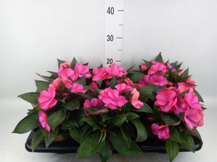 <h4>Impatiens NG 'ColPow Purple Flame'</h4>