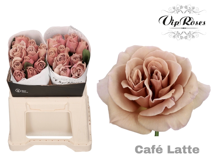 <h4>R GR CAFE LATTE</h4>