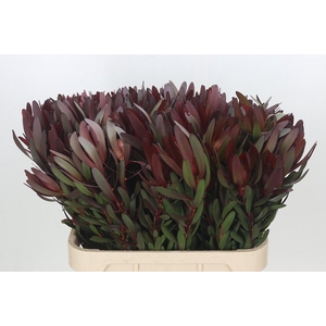 Leucadendron Saf Sunset Dark R.