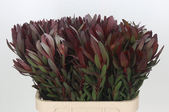 Leucadendron Saf Sunset Dark R.