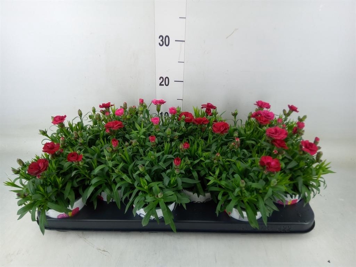 <h4>Dianthus  'Oscar Red'</h4>