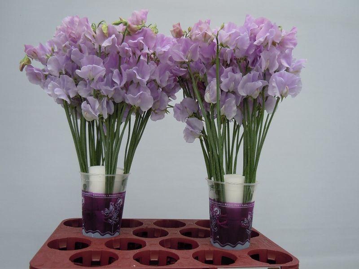 <h4>LATHYRUS LAVENDEL</h4>