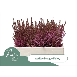 ASTIL MAGGIE DALEY ASTIL MAGGIE DAL