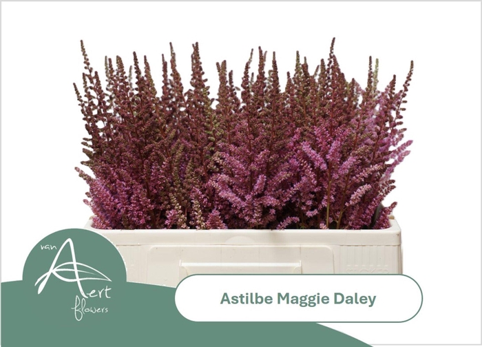 <h4>ASTIL MAGGIE DALEY ASTIL MAGGIE DAL</h4>
