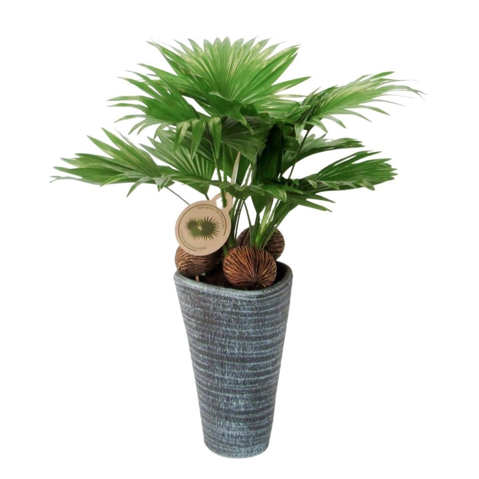 <h4>Livistona rotundifolia</h4>