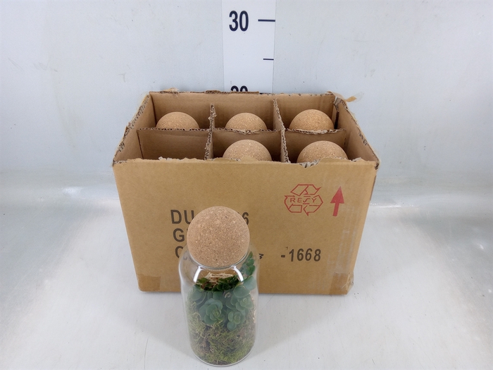 <h4>Arr.   Kamerplant Groen L%</h4>