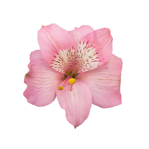 ALSTROEMERIA PRIMADONNA 080 CM