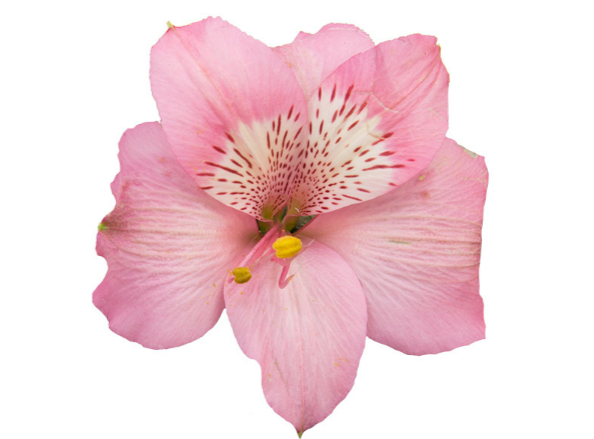 <h4>ALSTROEMERIA PRIMADONNA 080 CM</h4>