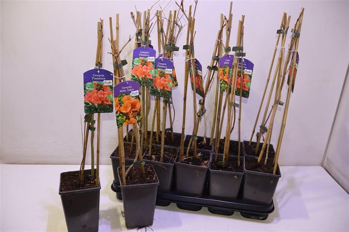 <h4>Camps Ov Mixtray</h4>