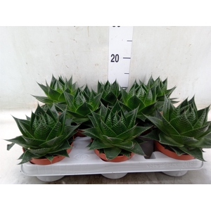 Aloe aristata 'Cosmo'