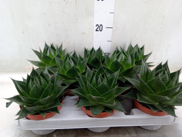 <h4>Aloe aristata 'Cosmo'</h4>