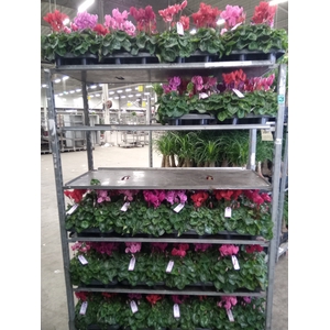 Cyclamen MD 'Macro'