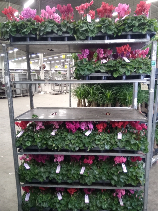 <h4>Cyclamen MD 'Macro'</h4>