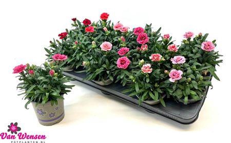 <h4>Dian Osc Gem</h4>