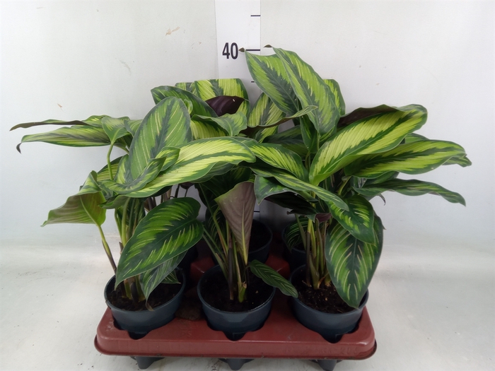 <h4>Calathea   ...</h4>