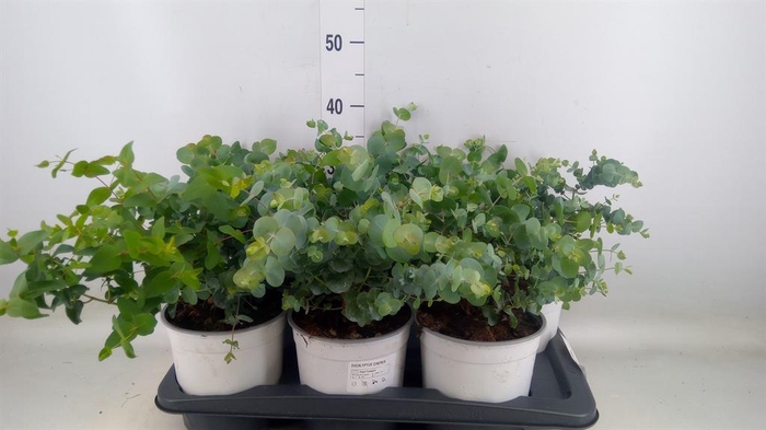 <h4>Eucalyptus cinerea</h4>